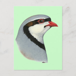 Chukar: Partridge Head Vykort