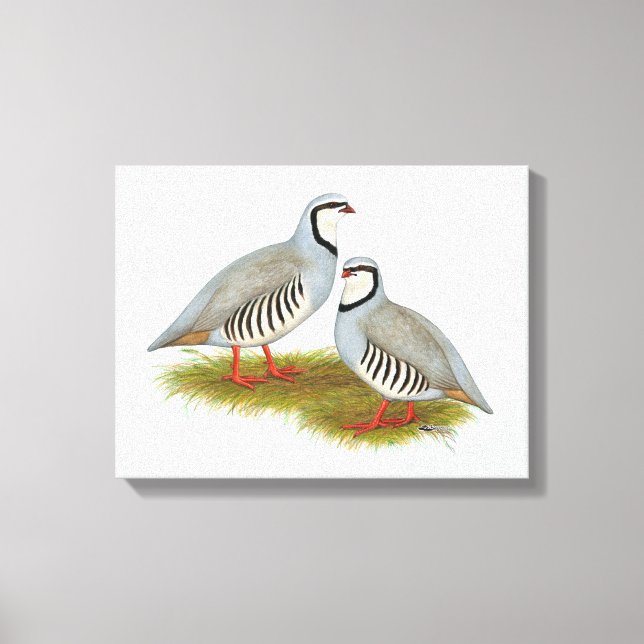 Chukar Partridge Pair Canvastryck (Framsida)