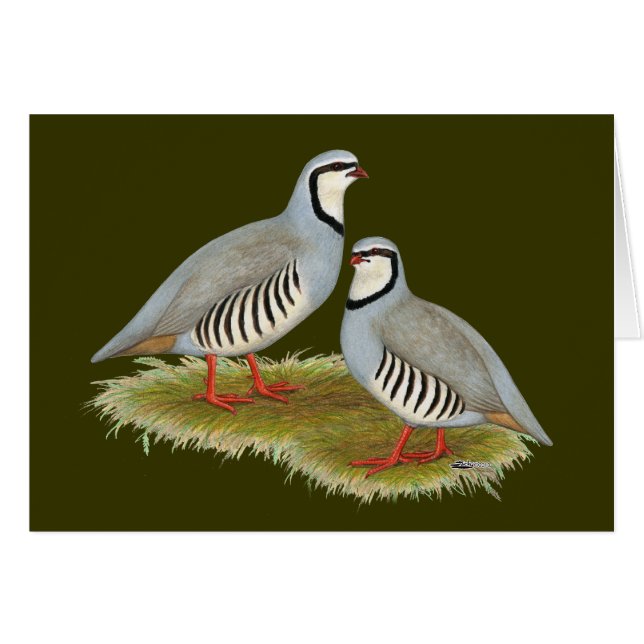 Chukar Partridge Pair Hälsningskort (Framsidan Horizontal)