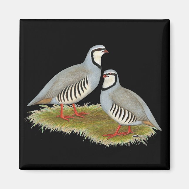 Chukar Partridge Pair Magnet (Framsidan)