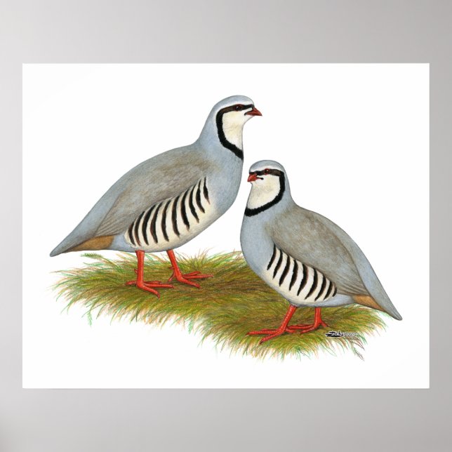 Chukar Partridge Pair Poster (Framsidan)