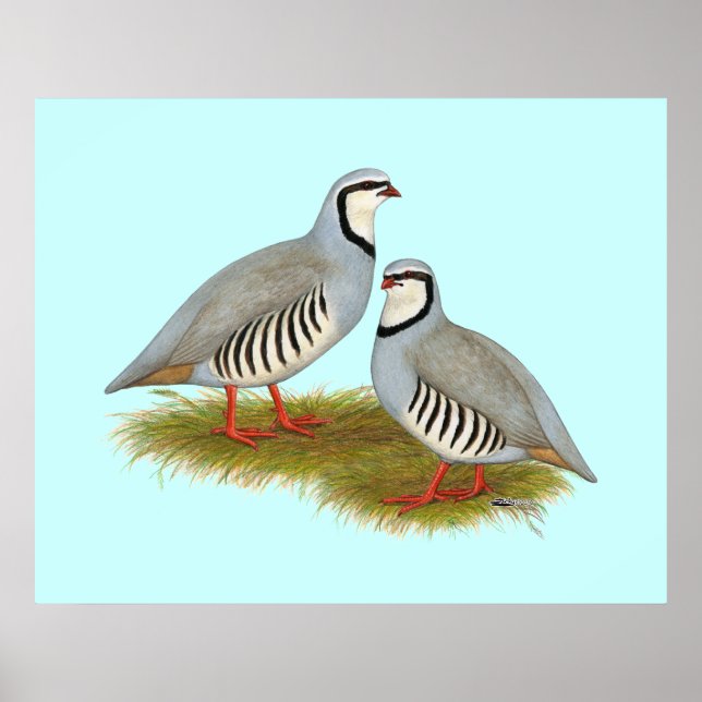 Chukar Partridge Pair Poster (Framsidan)