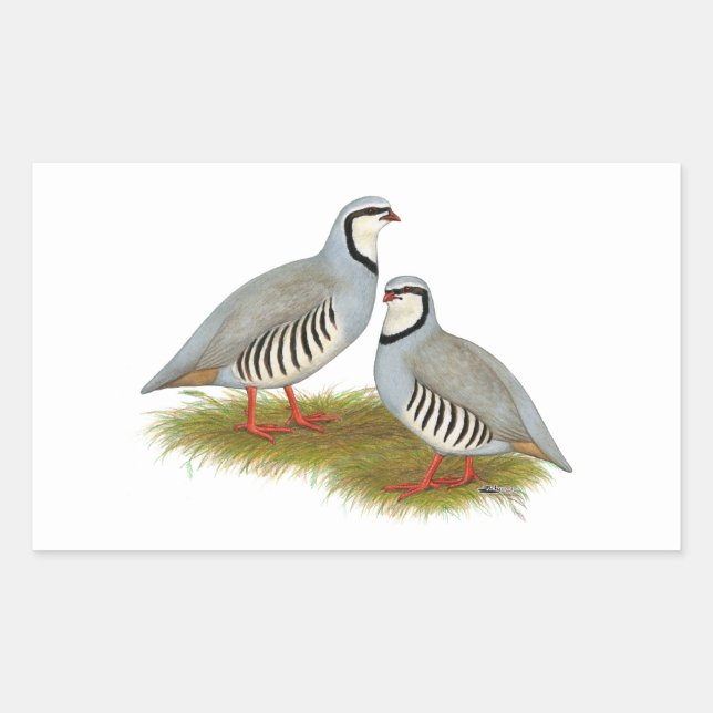 Chukar Partridge Pair Rektangulärt Klistermärke (Framsida)