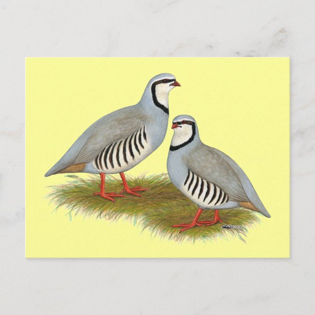 Chukar Partridge Pair Vykort (Framsida)