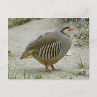 Chukar Partridge Vykort