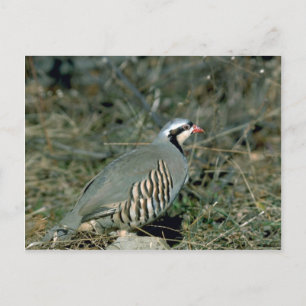 Chukar partridge vykort
