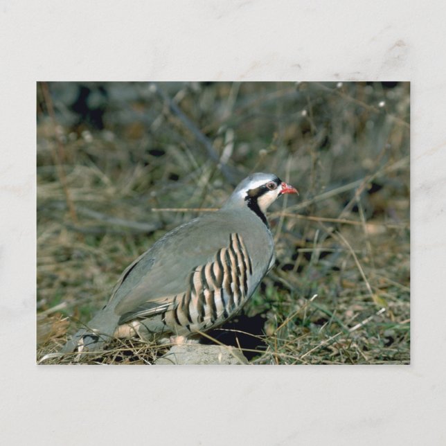 Chukar partridge vykort (Framsida)