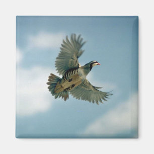 Chukar rapphöna i flyg magnet
