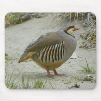 Chukar rapphöna musmatta