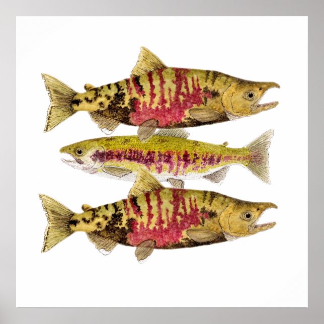 Chum Salmon Art Poster (Framsidan)