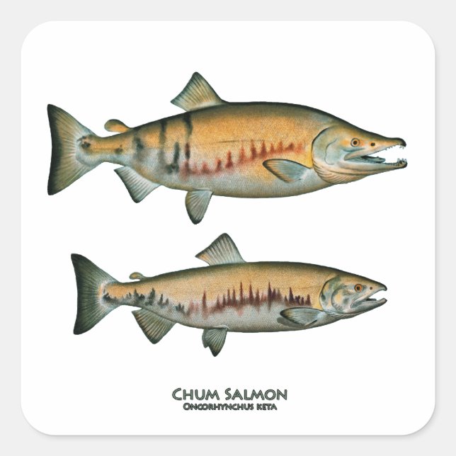 Chum Salmon Pair (lekområde) Fyrkantigt Klistermärke (Framsida)