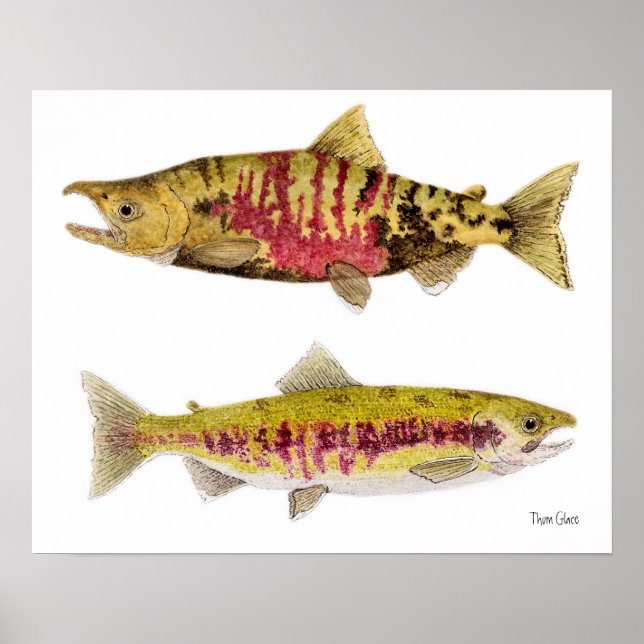 Chum Salmon Poster (Framsidan)