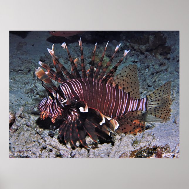 Chuncky Lionfish Poster (Framsidan)