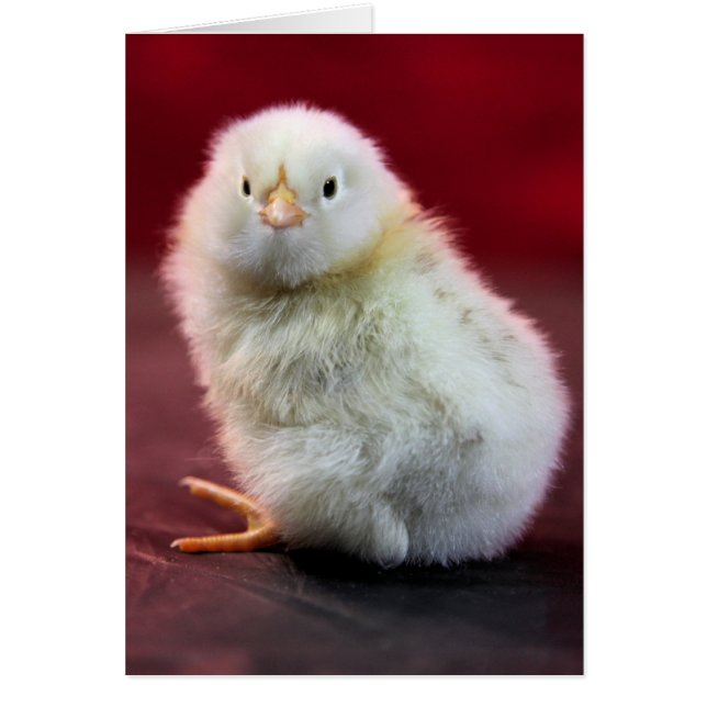 Chunky Chicky Hälsningskort (Framsidan)