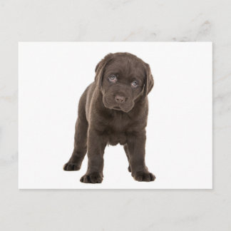 Chunky Chocolate Labrador Puppy Vykort