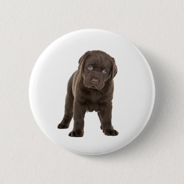Chunky chokladLabrador valp Knapp (Framsida)