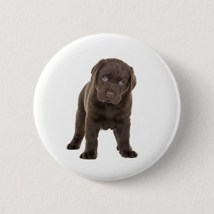 Chunky chokladLabrador valp Knapp