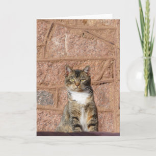 Church Cat Kort