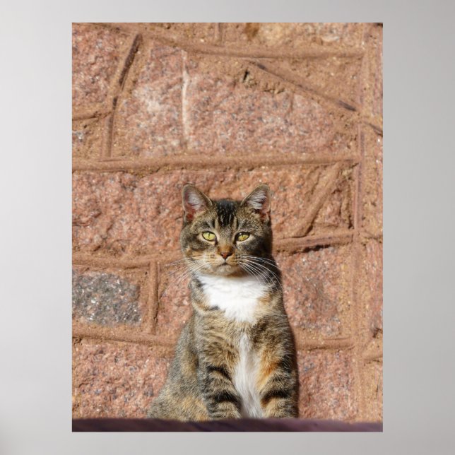 Church Cat Poster (Framsidan)