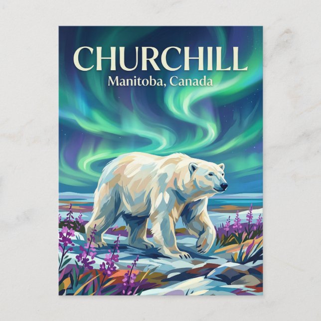 Churchill Isbjörnar Kanada Vykort (Framsida)