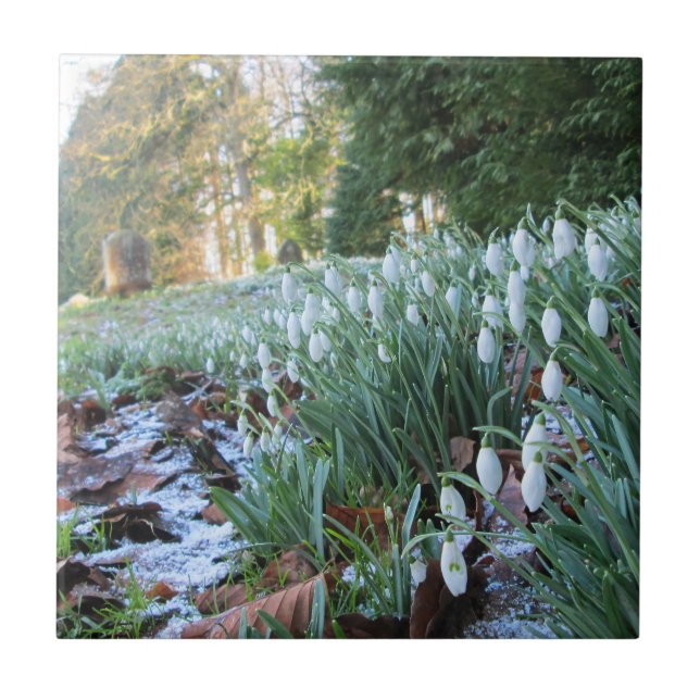 Churchyard Snowdrops in Light Snö - Ceramic Kakelplatta (Framsidan)