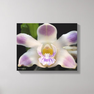 Chysis Violacea Canvastryck