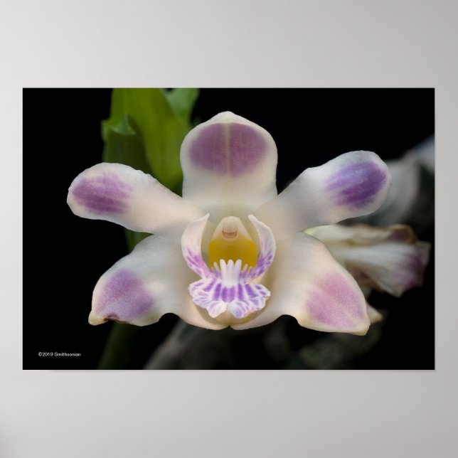 Chysis Violacea Poster (Framsidan)