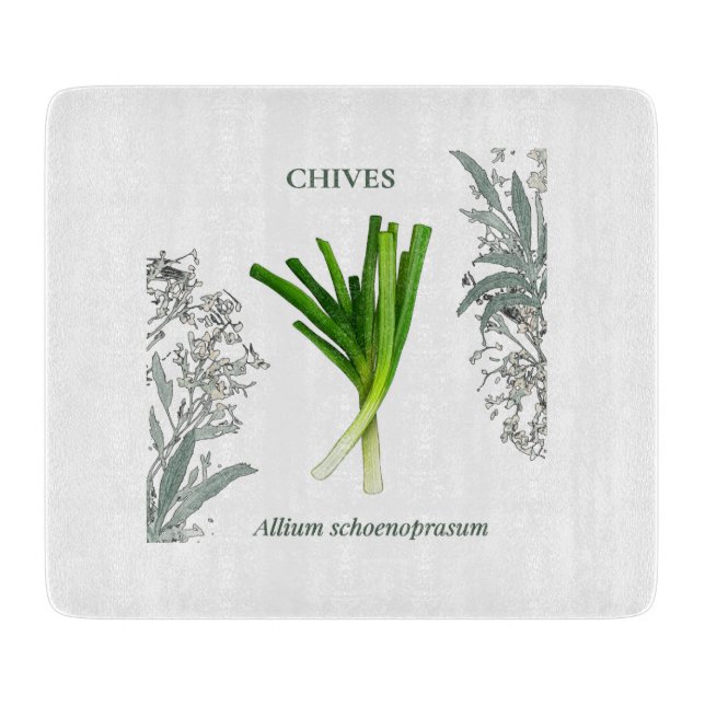 Ciboulette — Allium schoenoprasum (Framsidan)