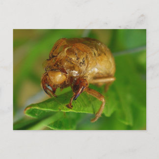 cicada1 vykort
