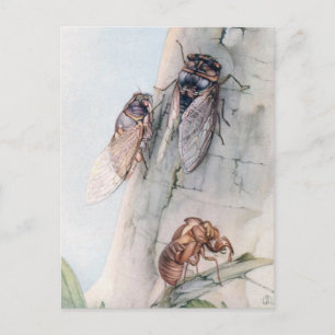 CICADA 2 VYKORT