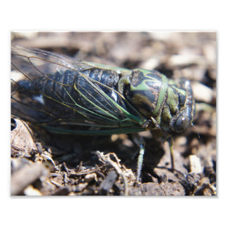 Cicada 8x10-fotoutskrift fototryck