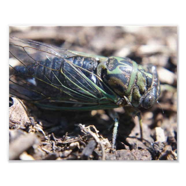 Cicada 8x10-fotoutskrift fototryck (Framsidan)
