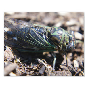 Cicada 8x10 Photo Print Fototryck