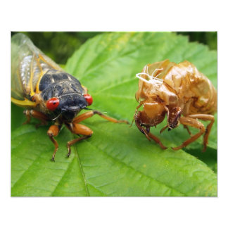 cicada and shell fototryck