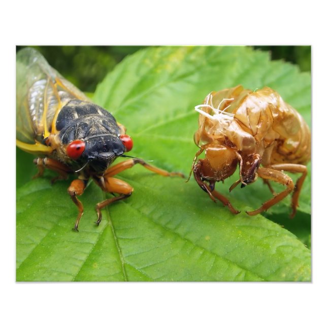 cicada and shell fototryck (Framsidan)