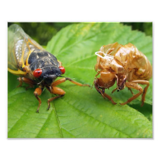 cicada and shell fototryck