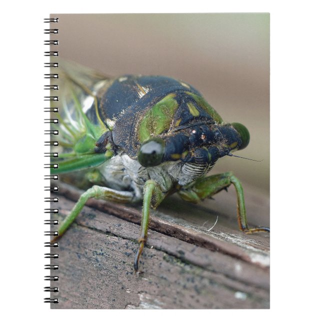 Cicada Anteckningsbok Med Spiral (Framsidan)