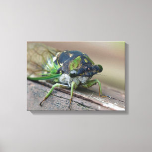 Cicada Canvastryck