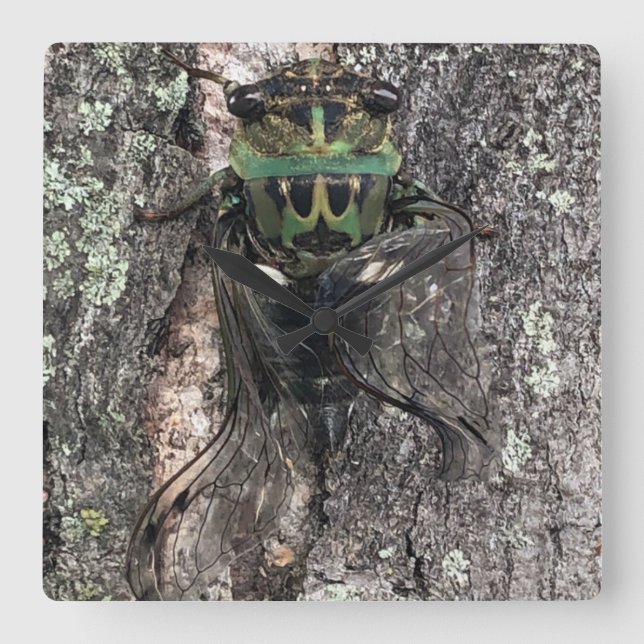 Cicada Clock Fyrkantig Klocka (Framsida)