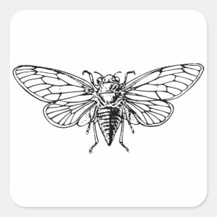 Cicada Fyrkantigt Klistermärke