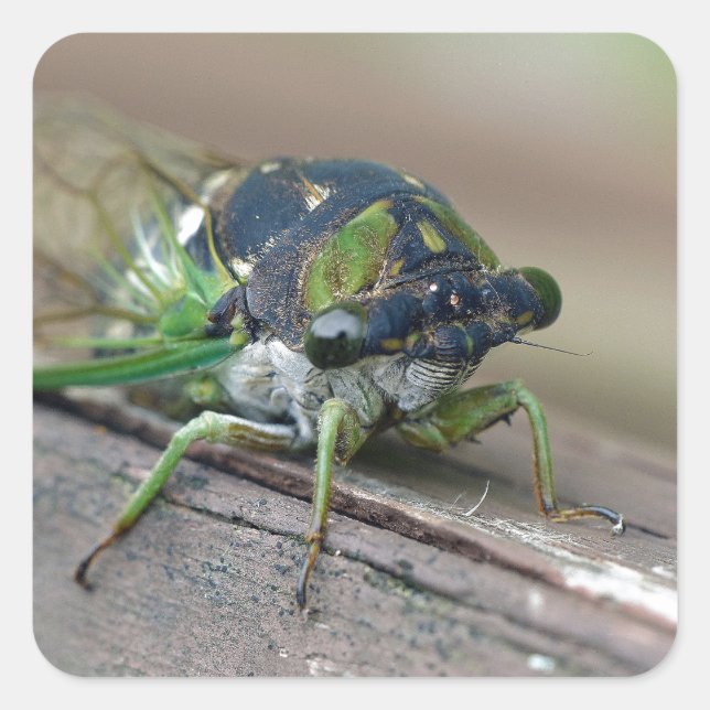 Cicada Fyrkantigt Klistermärke (Framsida)