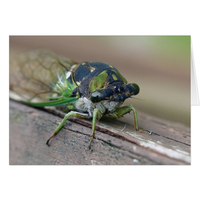 Cicada Hälsningskort (Framsidan Horizontal)