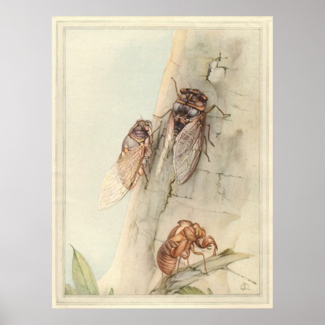 CICADA - illustrationen av Insekt Bok Poster (Framsidan)