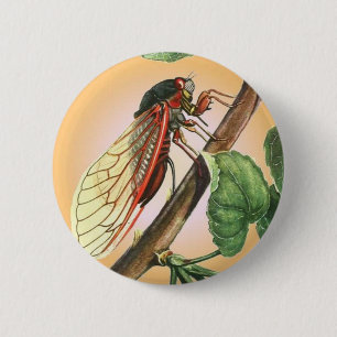 Cicada Insekt Illustration Art Knapp