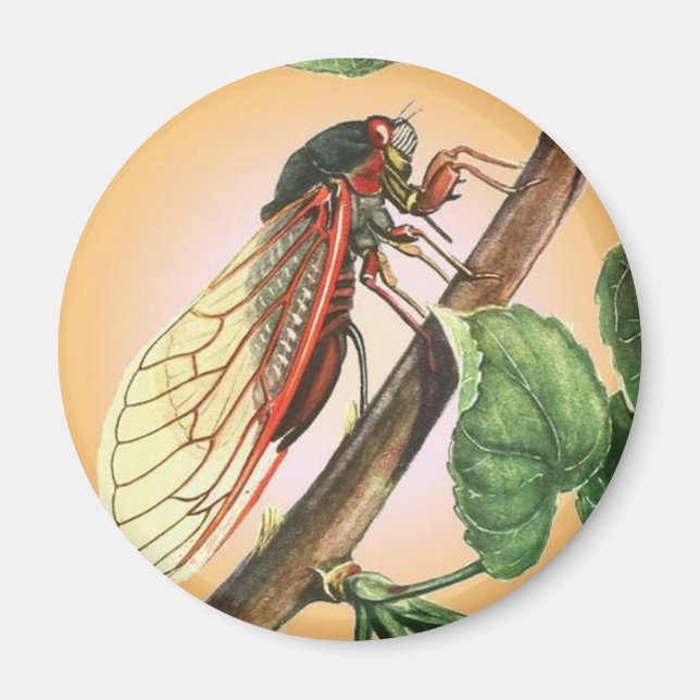 Cicada Insekt Illustration Art Magnet (Framsidan)