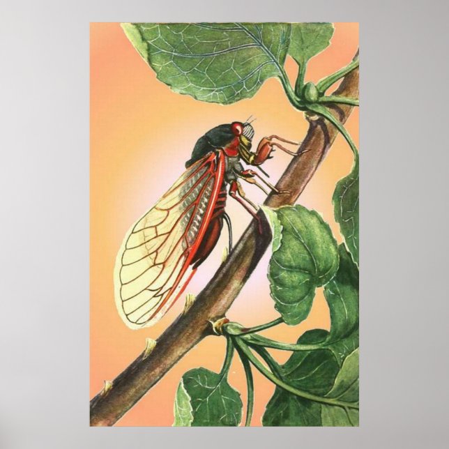 Cicada Insekt Illustration Art Poster (Framsidan)
