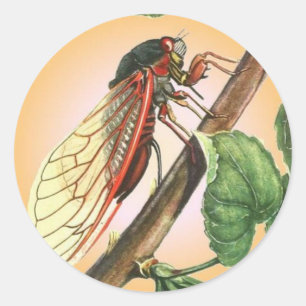 Cicada Insekt Illustration Art Runt Klistermärke