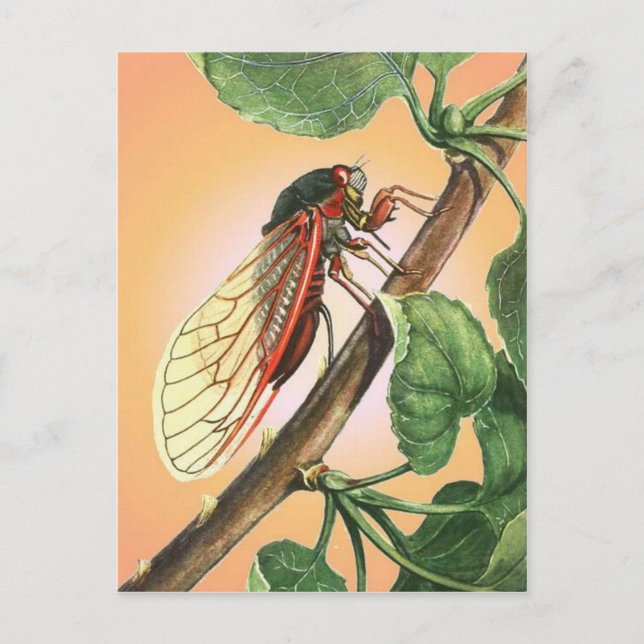 Cicada Insekt Illustration Art Vykort (Framsida)