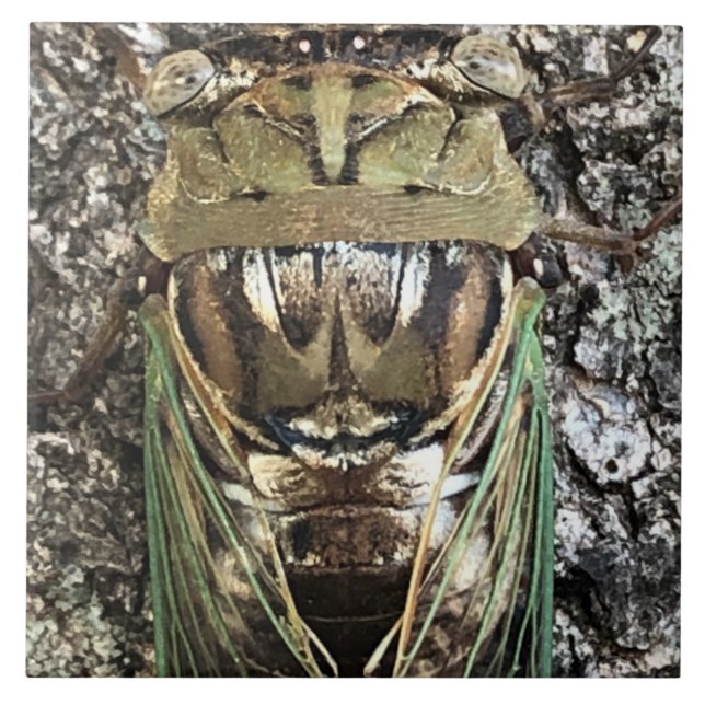 Cicada Kakelplatta (Framsidan)