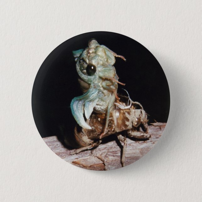 Cicada Knapp (Framsida)